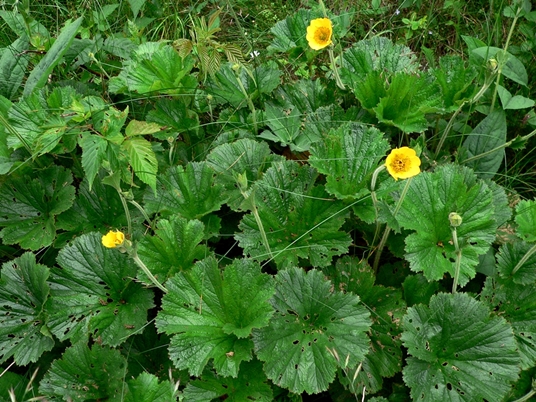 {Geum radiatum}